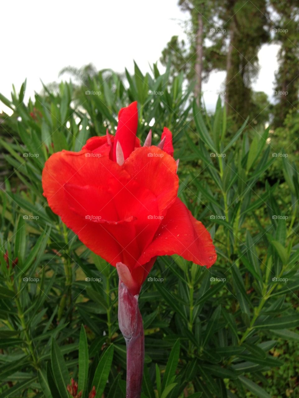 Red lilly