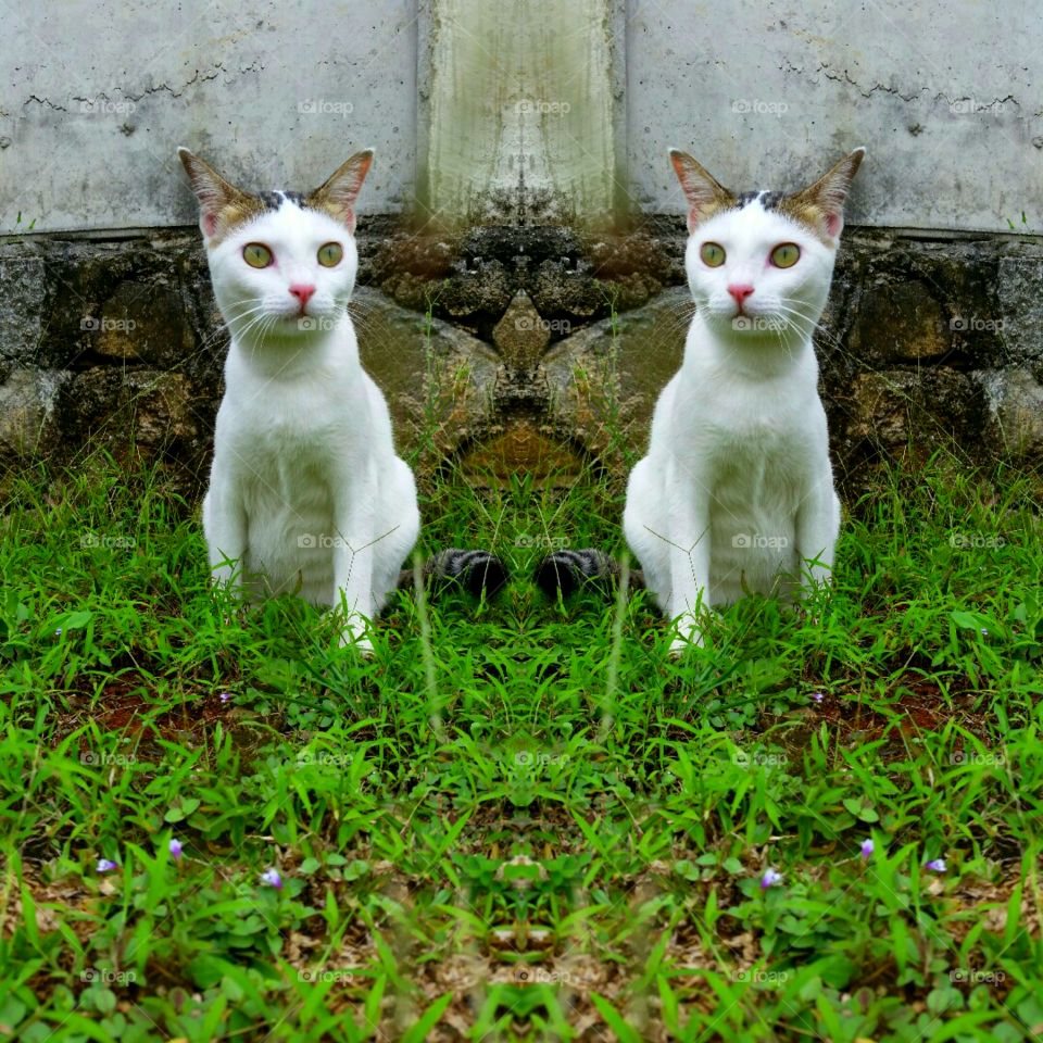 A female cat sitting alone on the grass. The photo app make her like she have a twin sister. ❤🐾