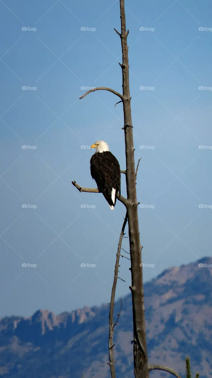 Eagle