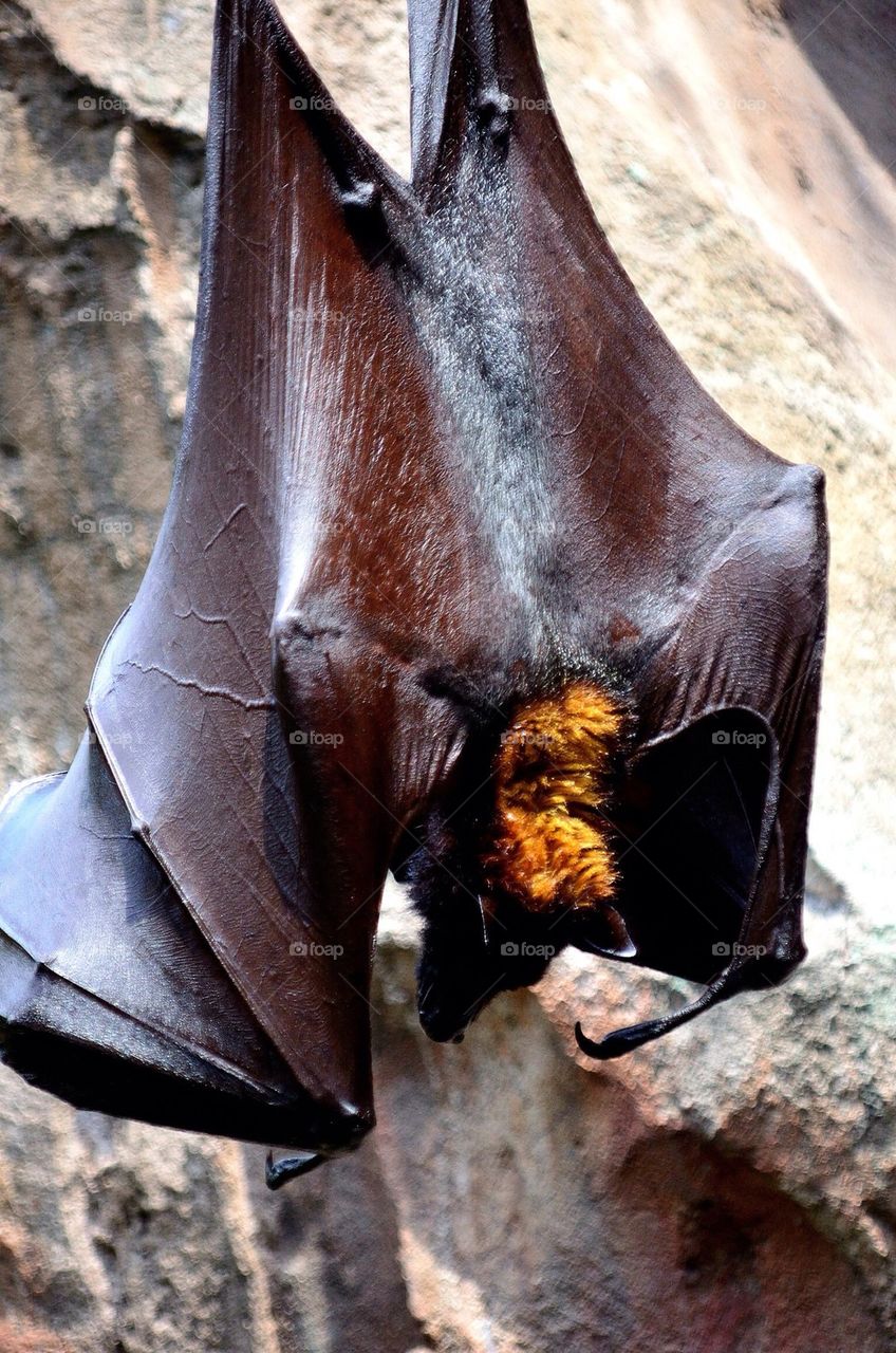 Bat