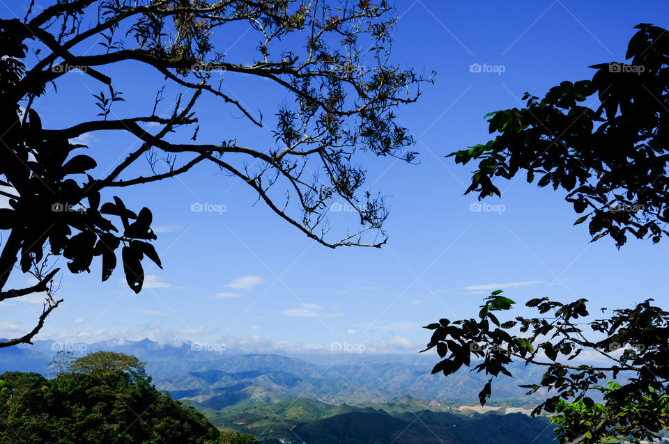 Tree on the top of the mountains