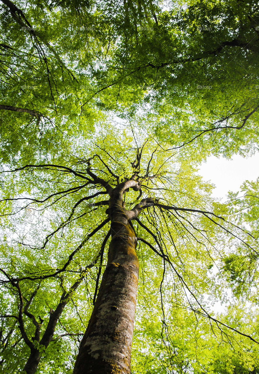 Big tree. Big tree in forest