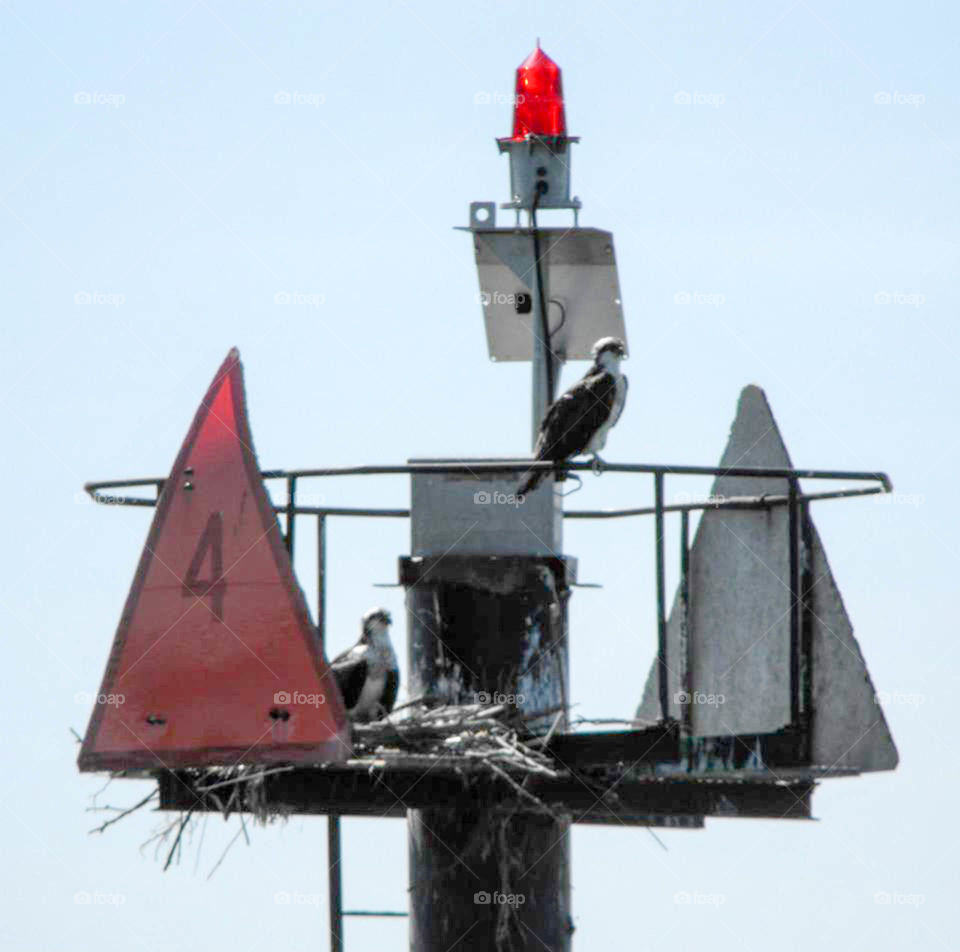 Osprey nest. Osprey nesting on a buoy in Chesapeake Bay