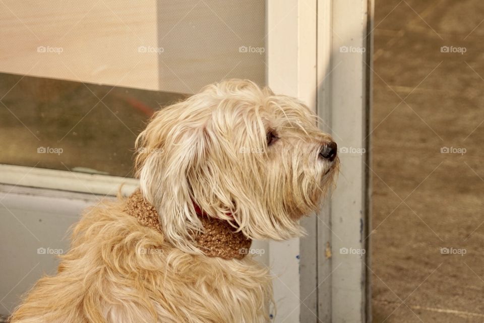 Waiting for his owner