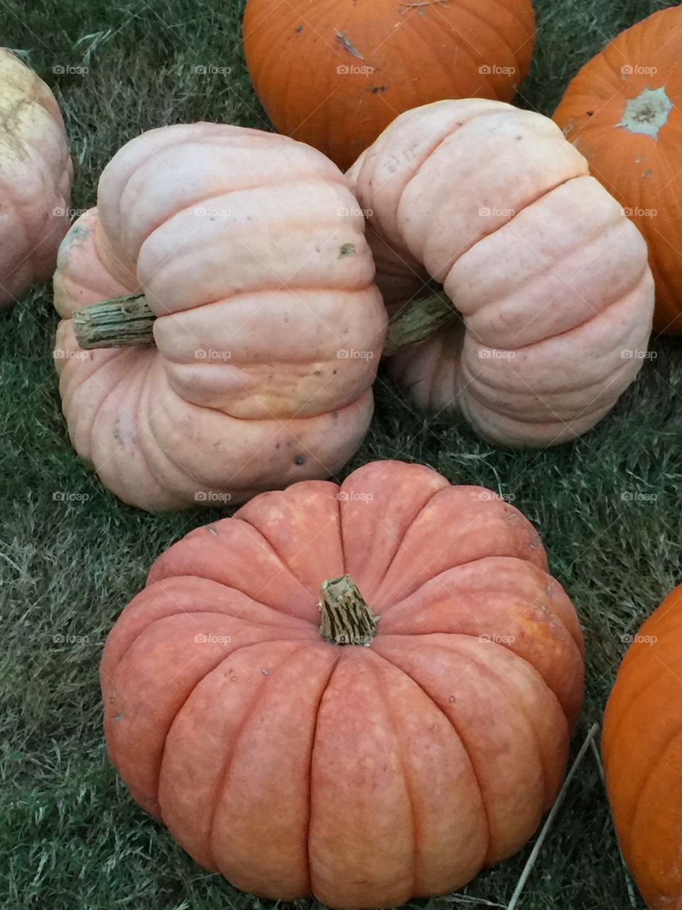 Peachy pumpkins