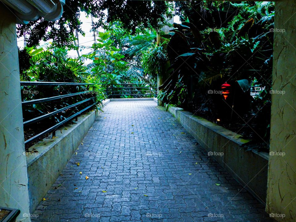 Pathway to botanical garden 