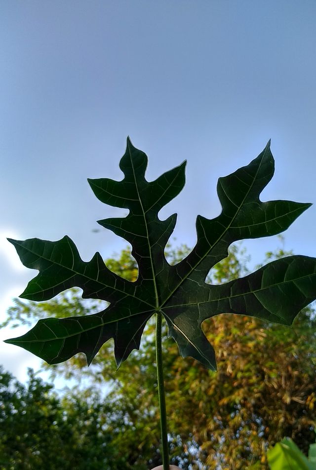 Mewarnai dan Menggambar Gambar Daun Pepaya Untuk Mewarnai