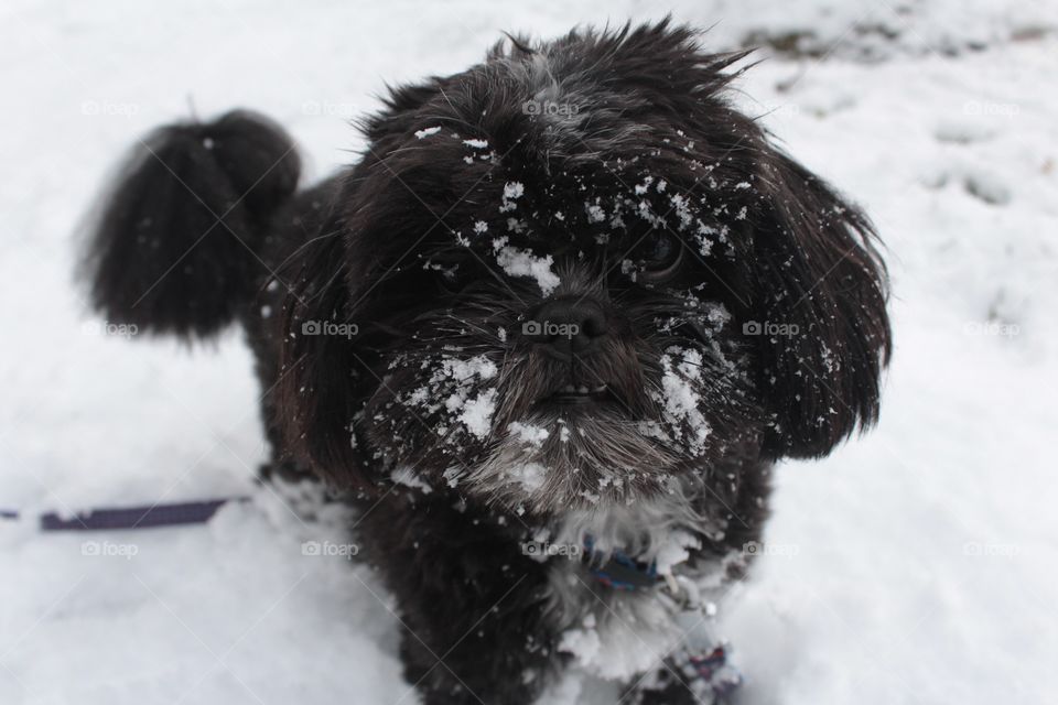 A cute Pomeranian/Shih Tzu playing in the fresh powdery snow of Utah freezing his butt if but having a blast regardless.