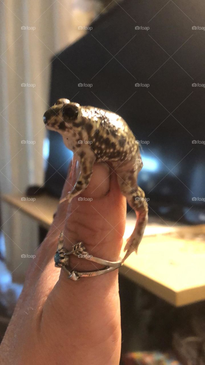 Finger Toad