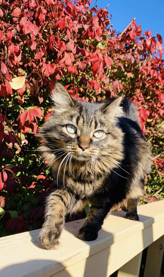 On the prowl