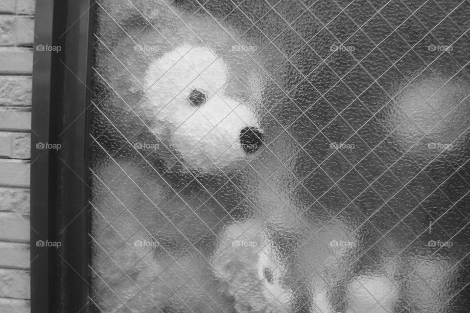 A lonely teddybear in a shop window. This was also taken in Japan