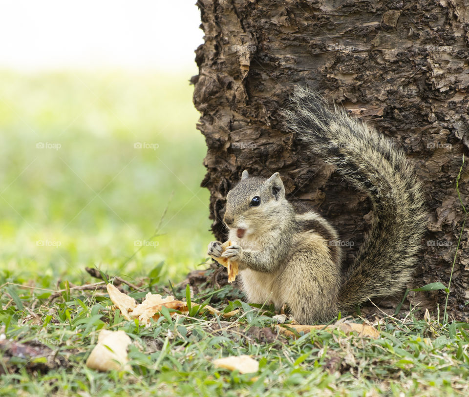 Hungry squirrel 🐿
