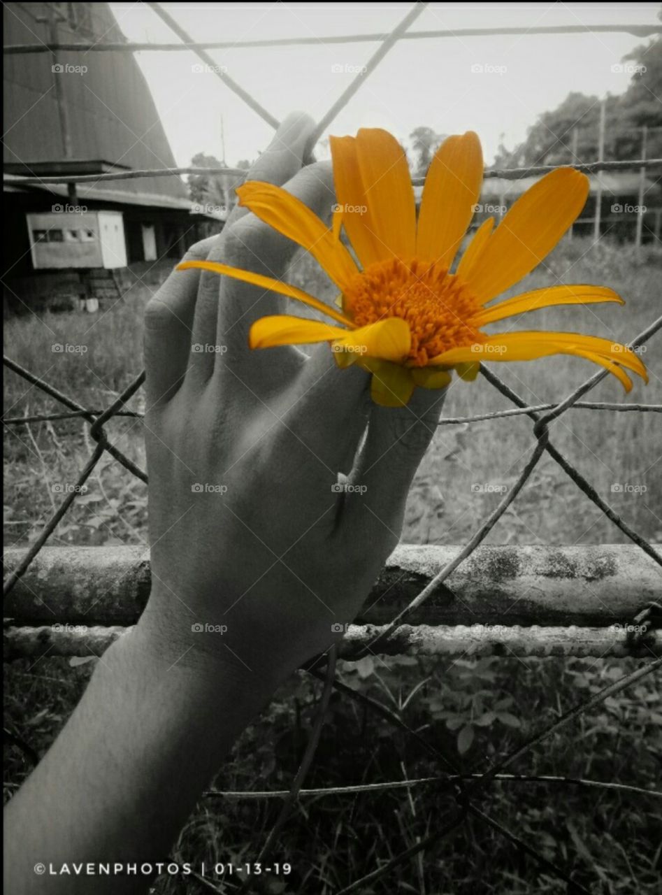 captured. Another photo that depicts freedom and fear. the black and white foreground and background nicely contrast with the colored sunflower.