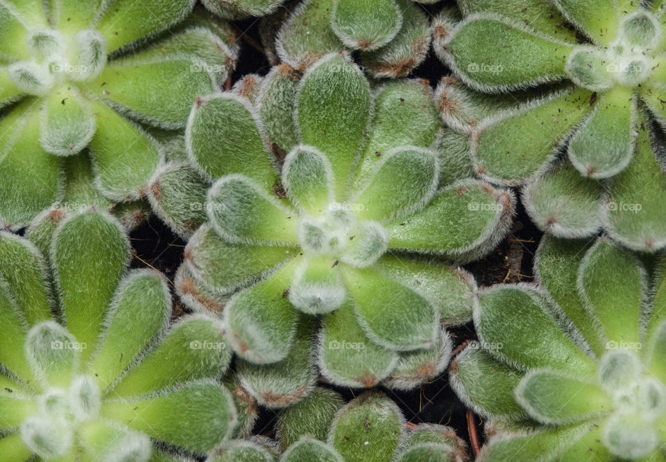 cacti in pots