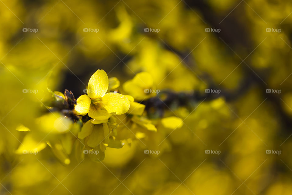 a portrait of a single yellow flower in focus of a forsythia bush blooming during spring on a sunny day.