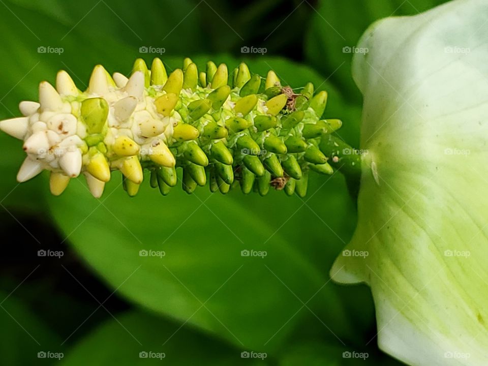 Houseplant peace lily