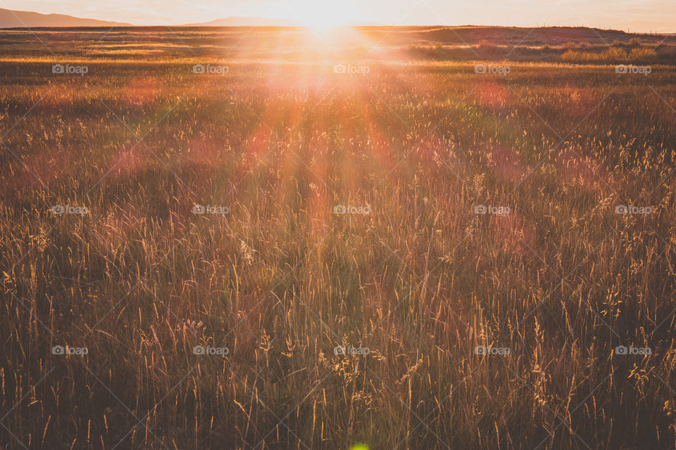 No Person, Cropland, Outdoors, Agriculture, Sunset