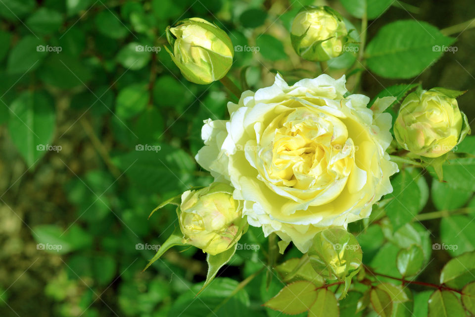 Beautiful white rose flower in the garden.