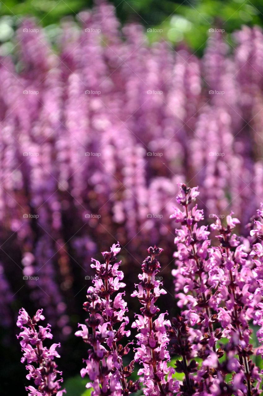 Purple Blossoms