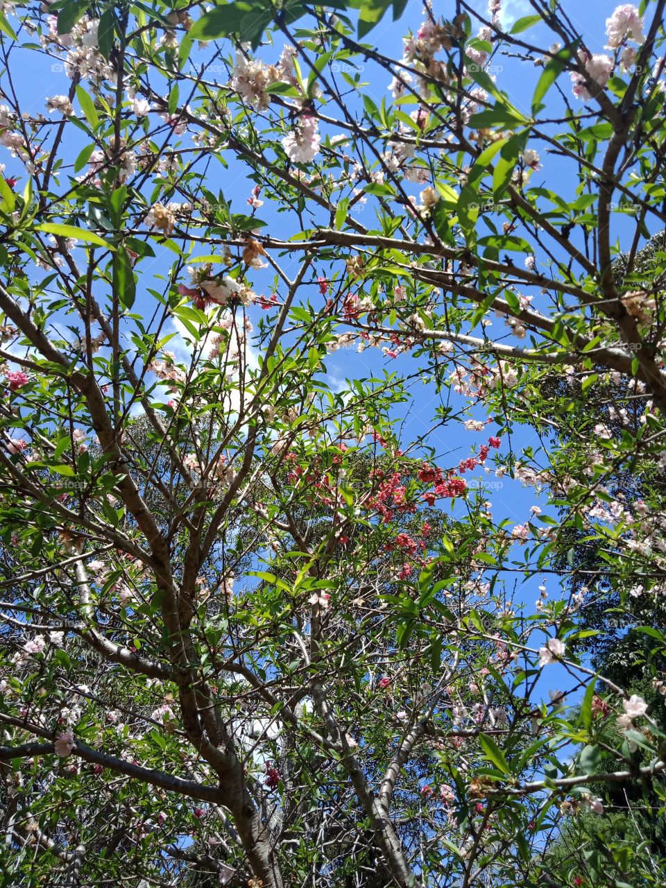 branches with pink flowers