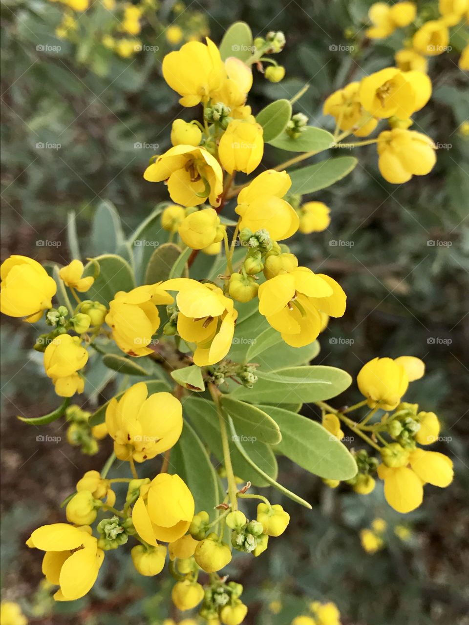 Close-up of yellow flowers