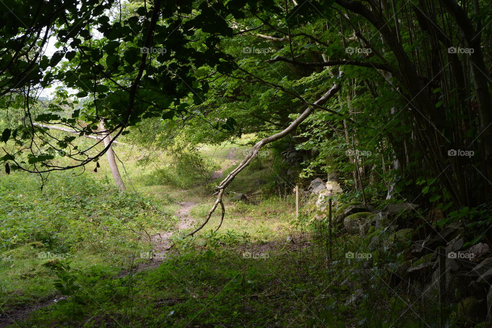 Path in the Woods 