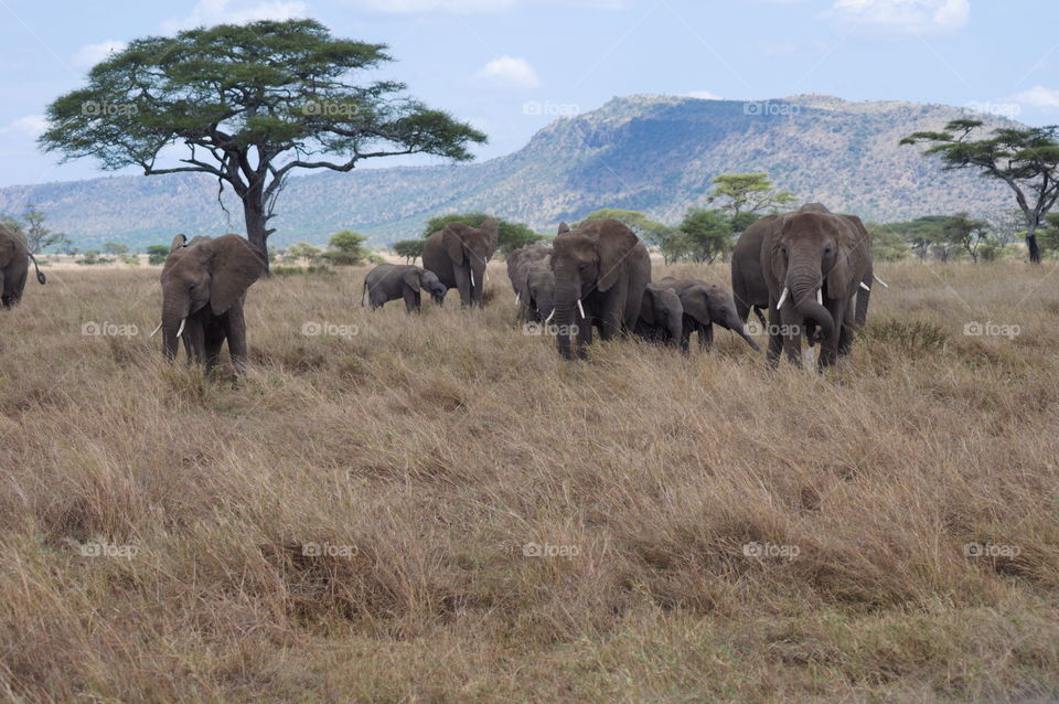 A family of elephants on African savannah