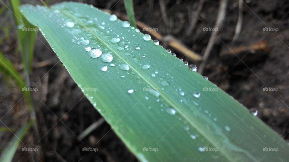 Drops of Rain