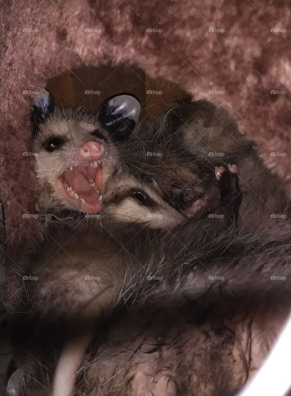 he's a little grouchy from being woke up lol😀