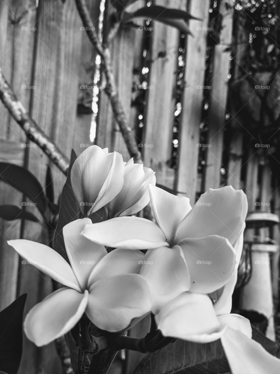 Black and White flowers in the garden