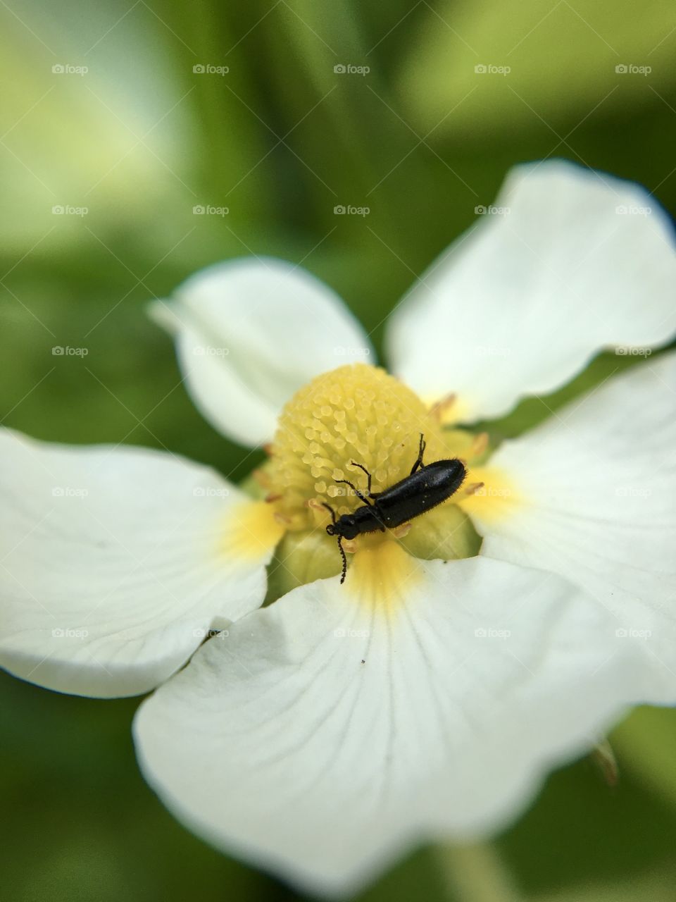 Little black beetle on a white flower, macro insect 
