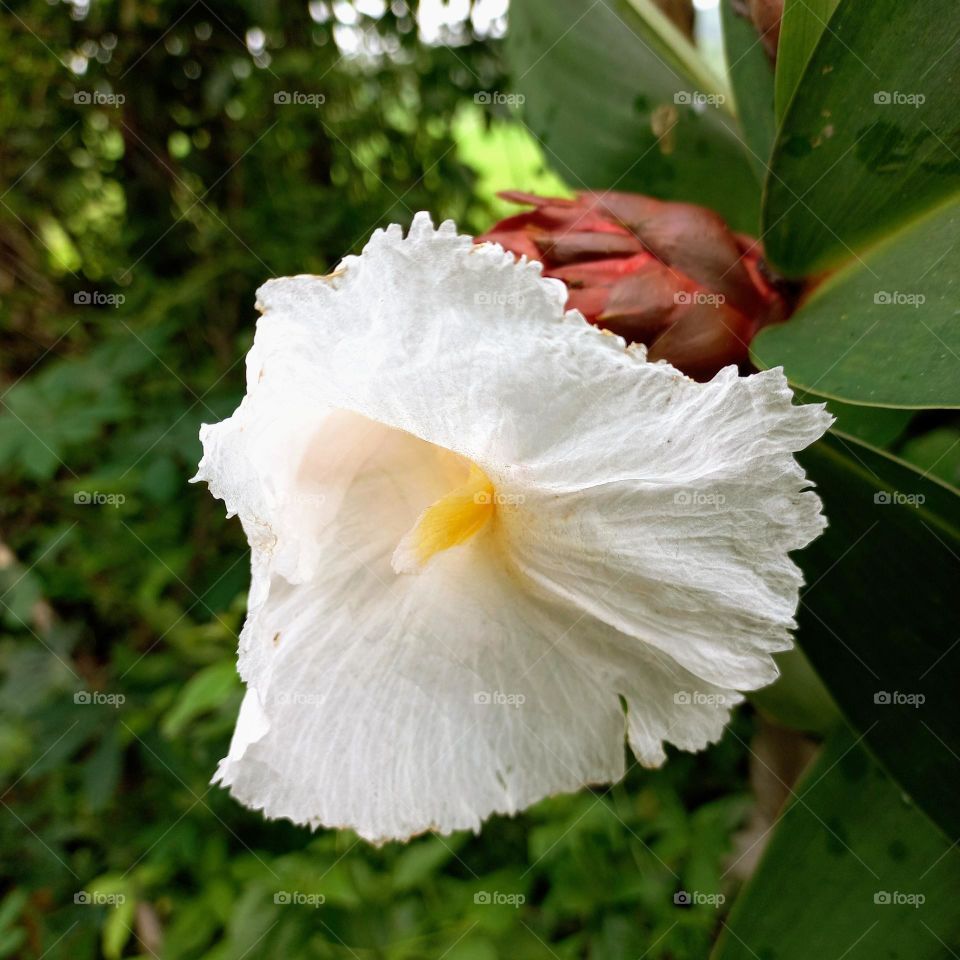 Pacing Tawar flower is a medicinal plant belonging to the Intersection tribe
