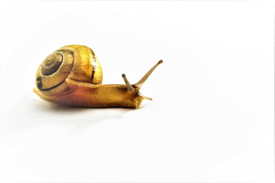 high key yellow garden snail portrait