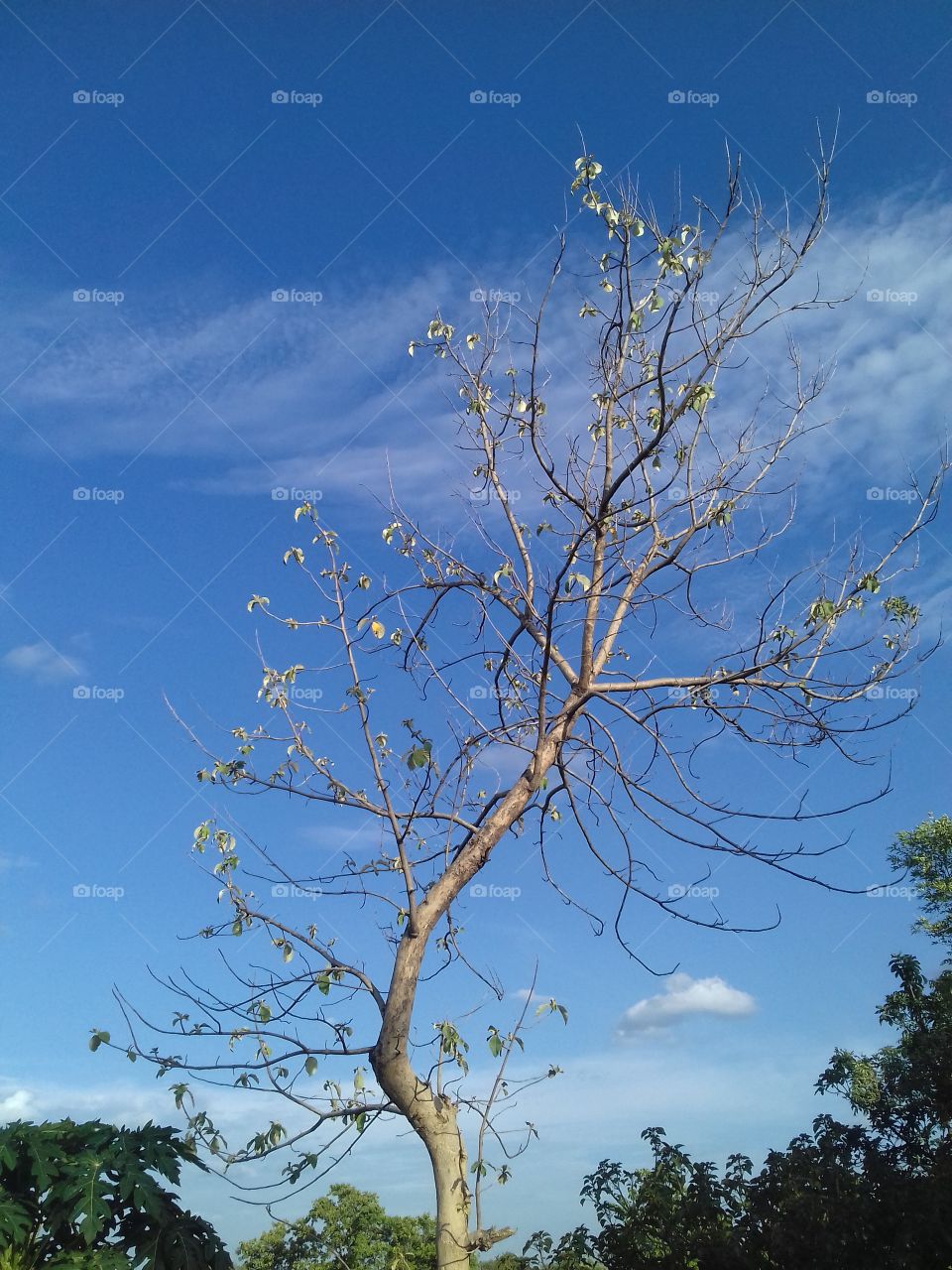 natural tree with sky