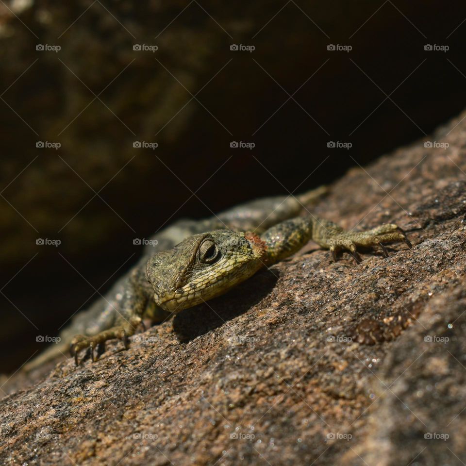 Himalayan rocky agama resting on sun light