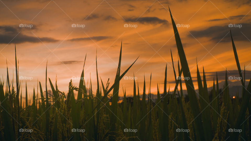 Rice plants against the background of the orange twilight sky