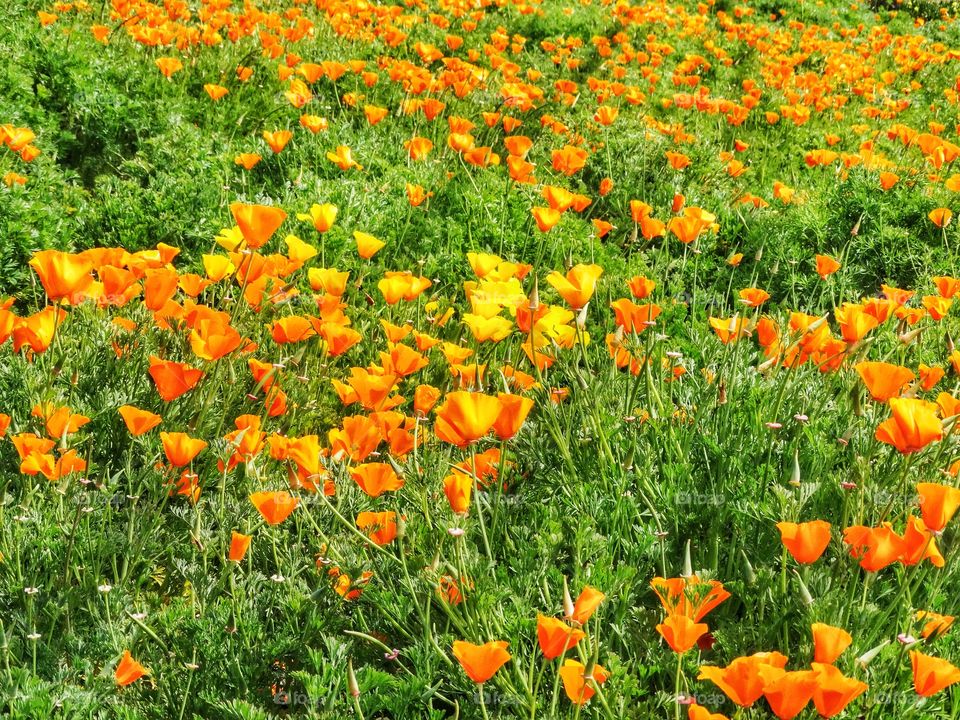 Wild California Poppies