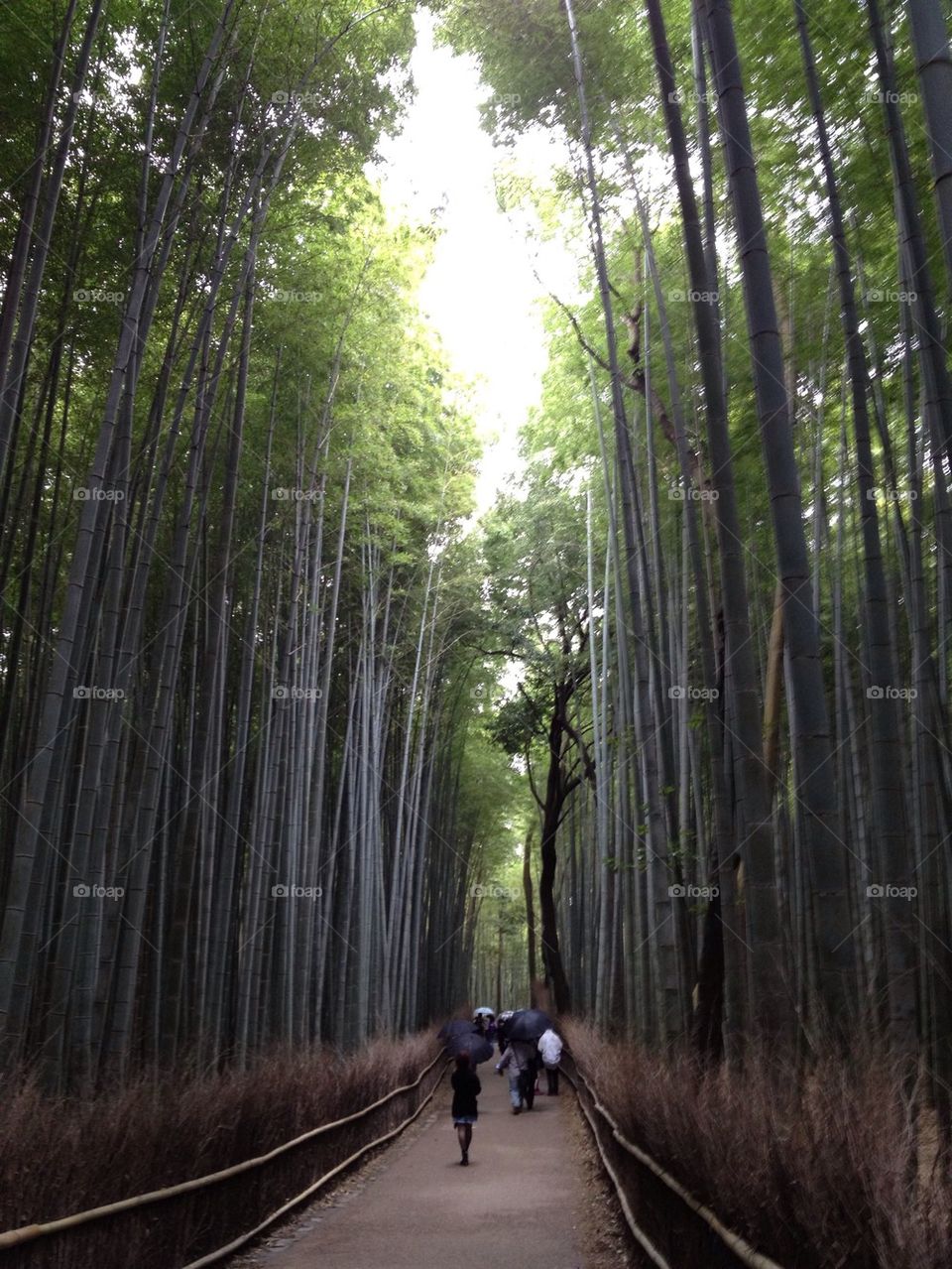 Bamboo road