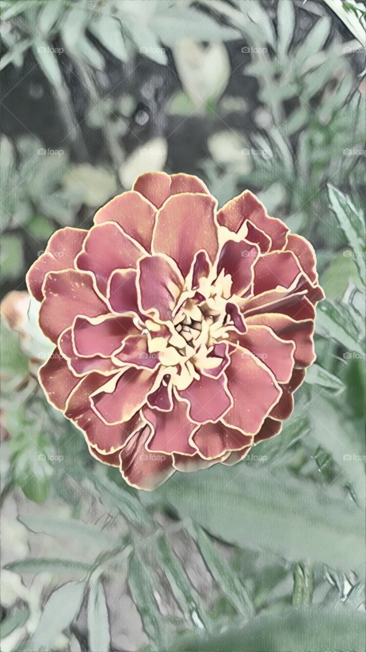 graphic floral design