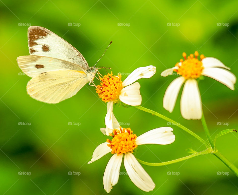 A butterfly during his meal search. 