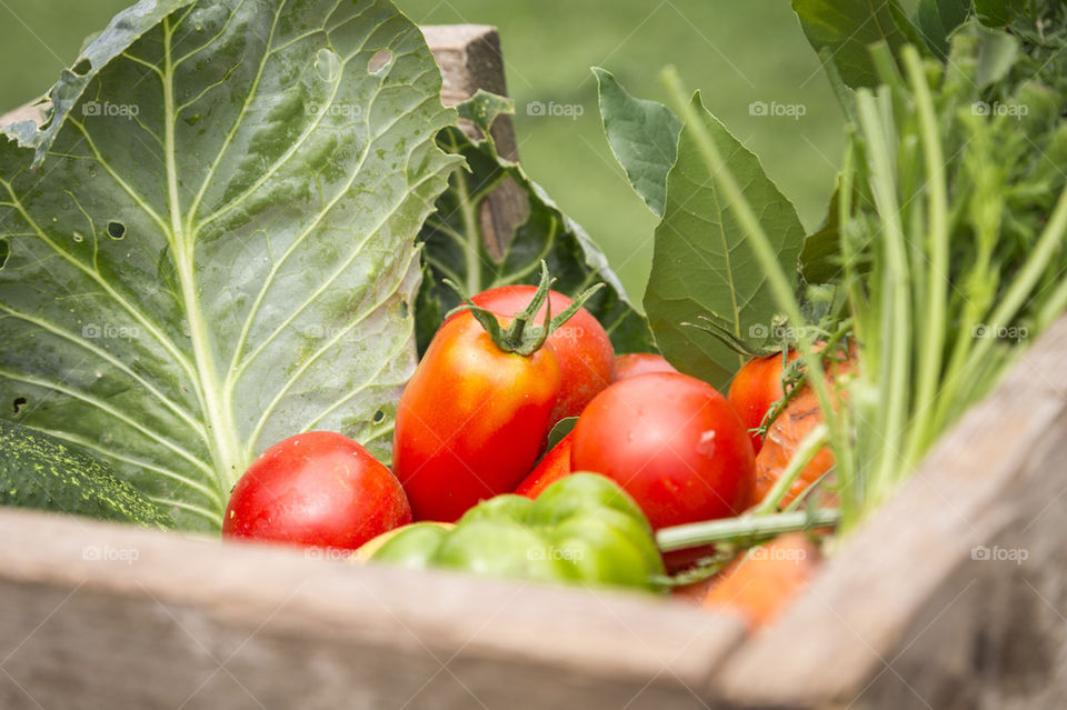 Organic vegetables from garden