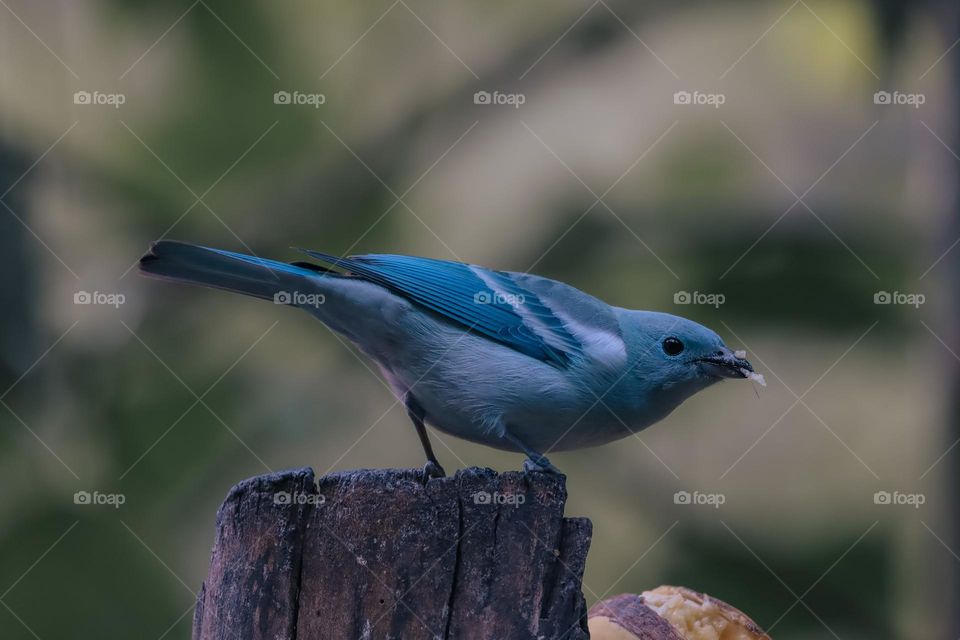 Small bird standing on a tree