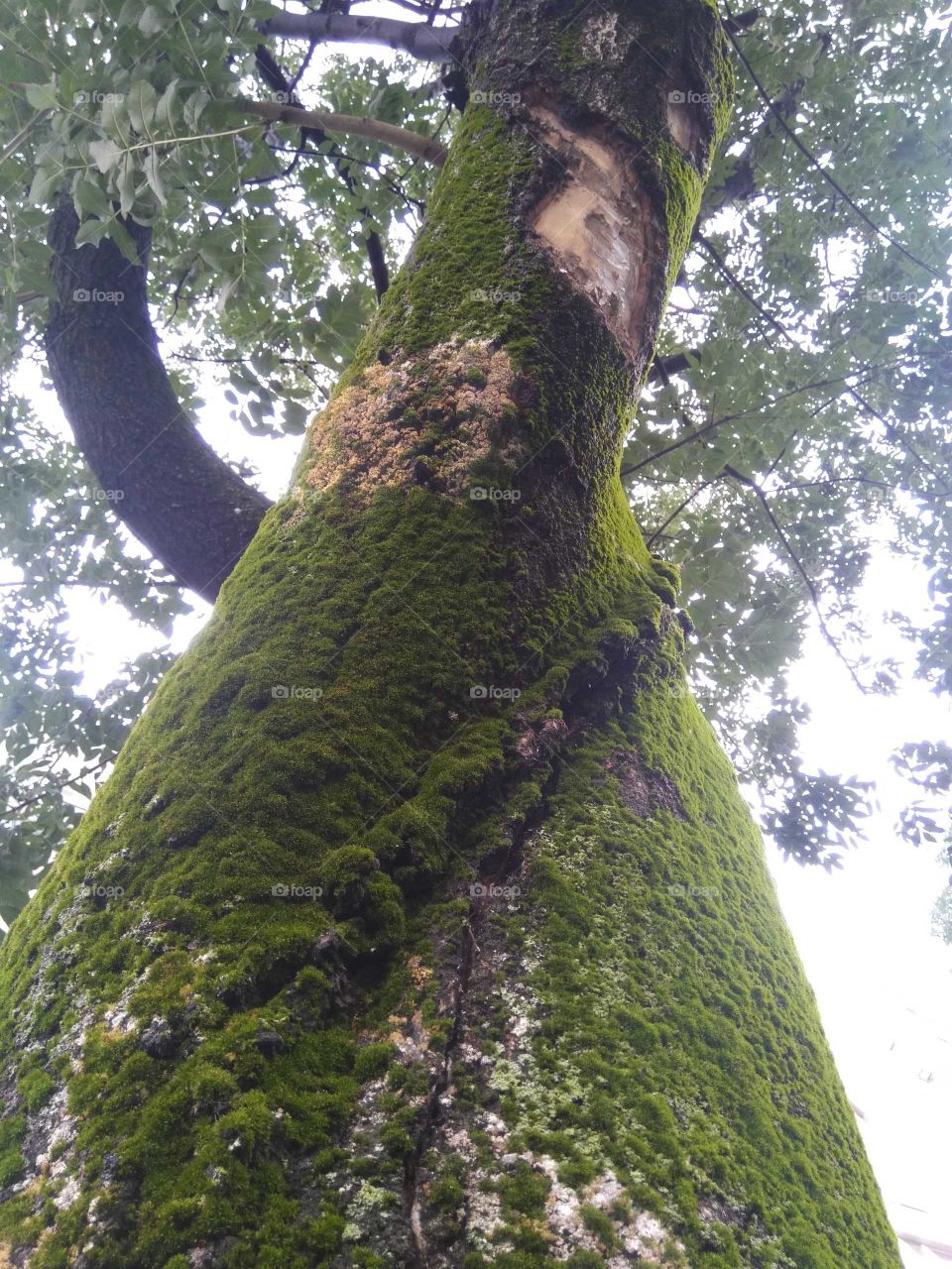 A tree with moss