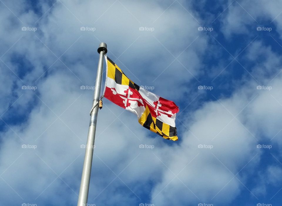 Maryland Pride. Maryland Flag