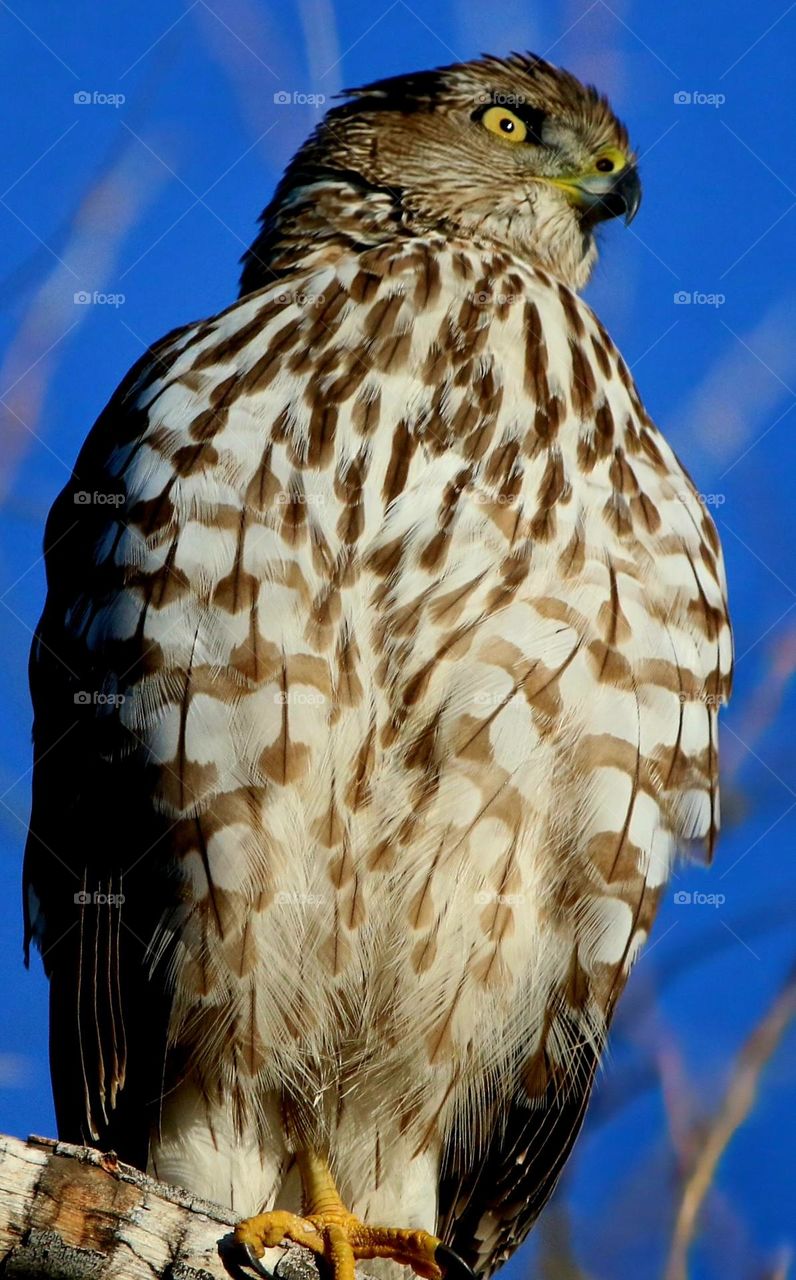 Closeup of a Cooper's Hawk
