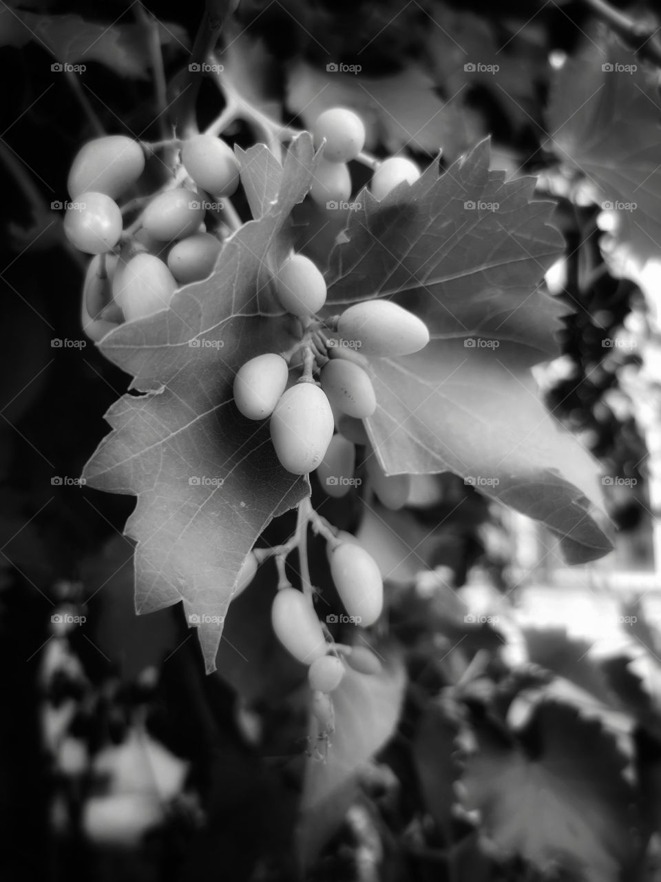 B&w view bio fresh yummy healthy grape tree bush leave vertical beauty nature greens outdoor plant