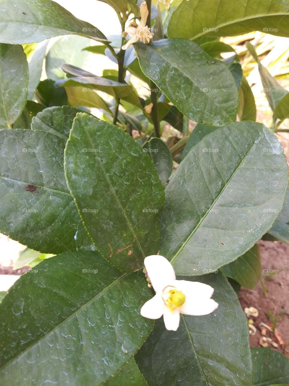 The start of new fruit