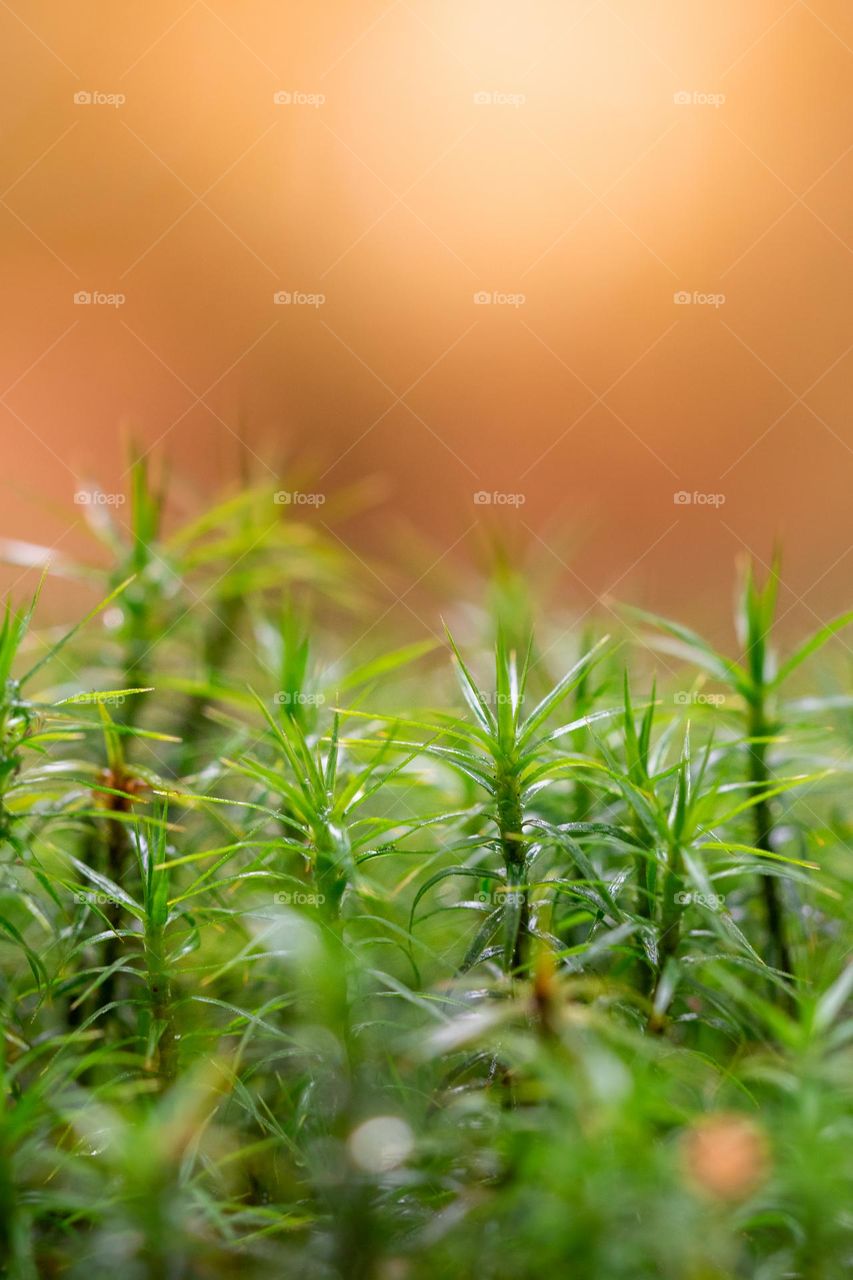 Closeup or macro of moss