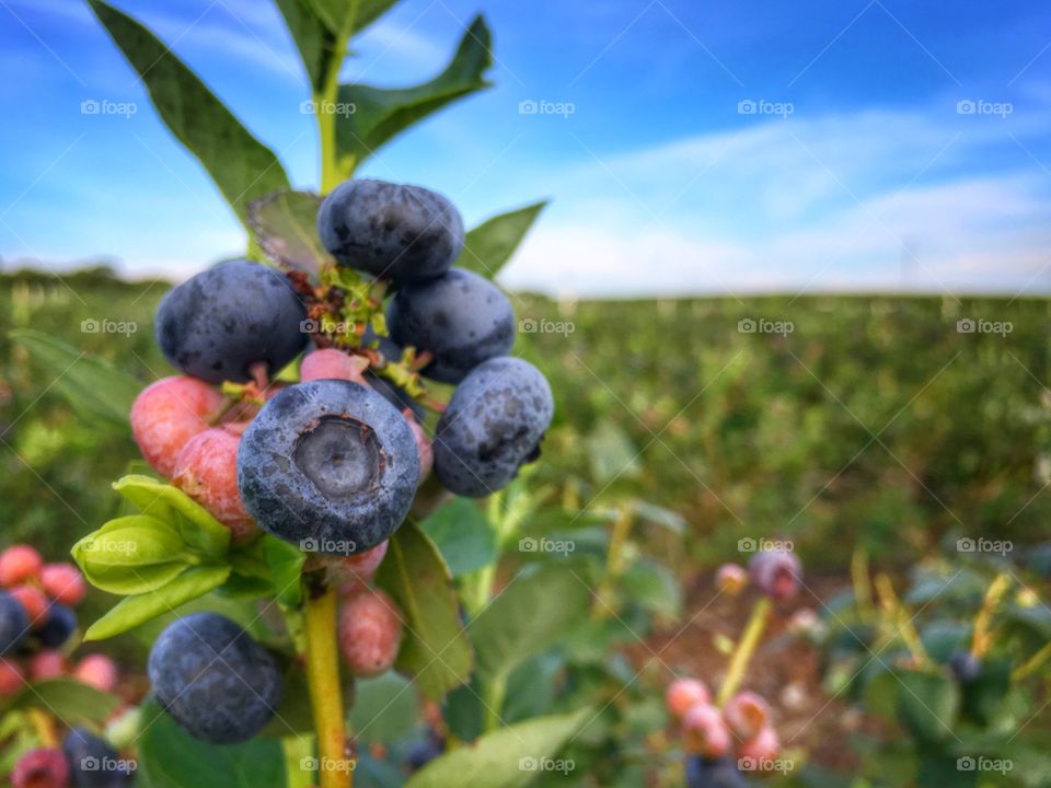 Close-up of blueberries on plant