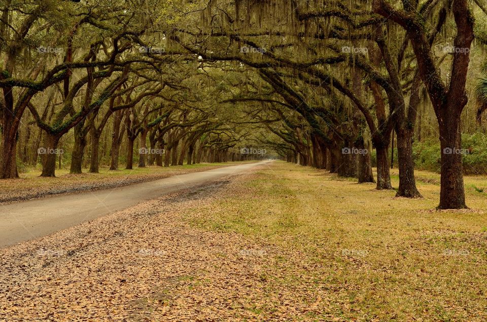 Savannah forest 